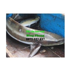 Cá bóp nguyên con (150k/kg)