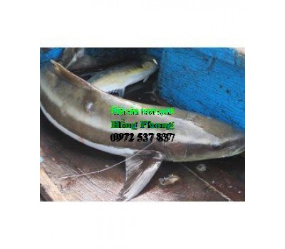 Cá bóp nguyên con (150k/kg)