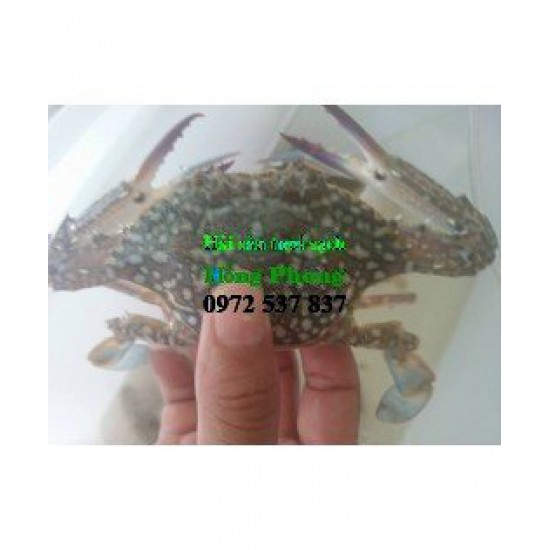 Ghẹ sống 170k/kg