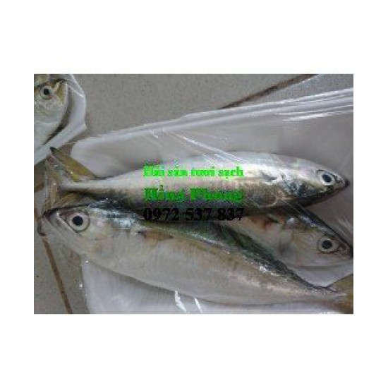 Cá bạc má Cá bạc má